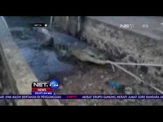 Aksi Penangkapan Buaya Sepanjang 3 Meter -NET24