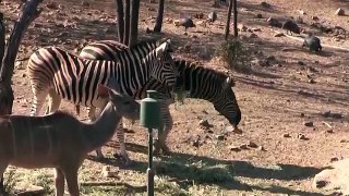 Burchell Zebra Bow & Arrow Safari new where to shoot Zebra arrow placement in Zebra