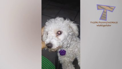 Can you KEEP YOUR FACE SERIOUS TILL THE END  - TRY NOT TO LAUGH AT FUNNY ANIMALS challenge