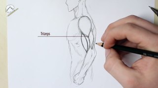 Arme RICHTIG zeichnen | Anatomie für Anfänger