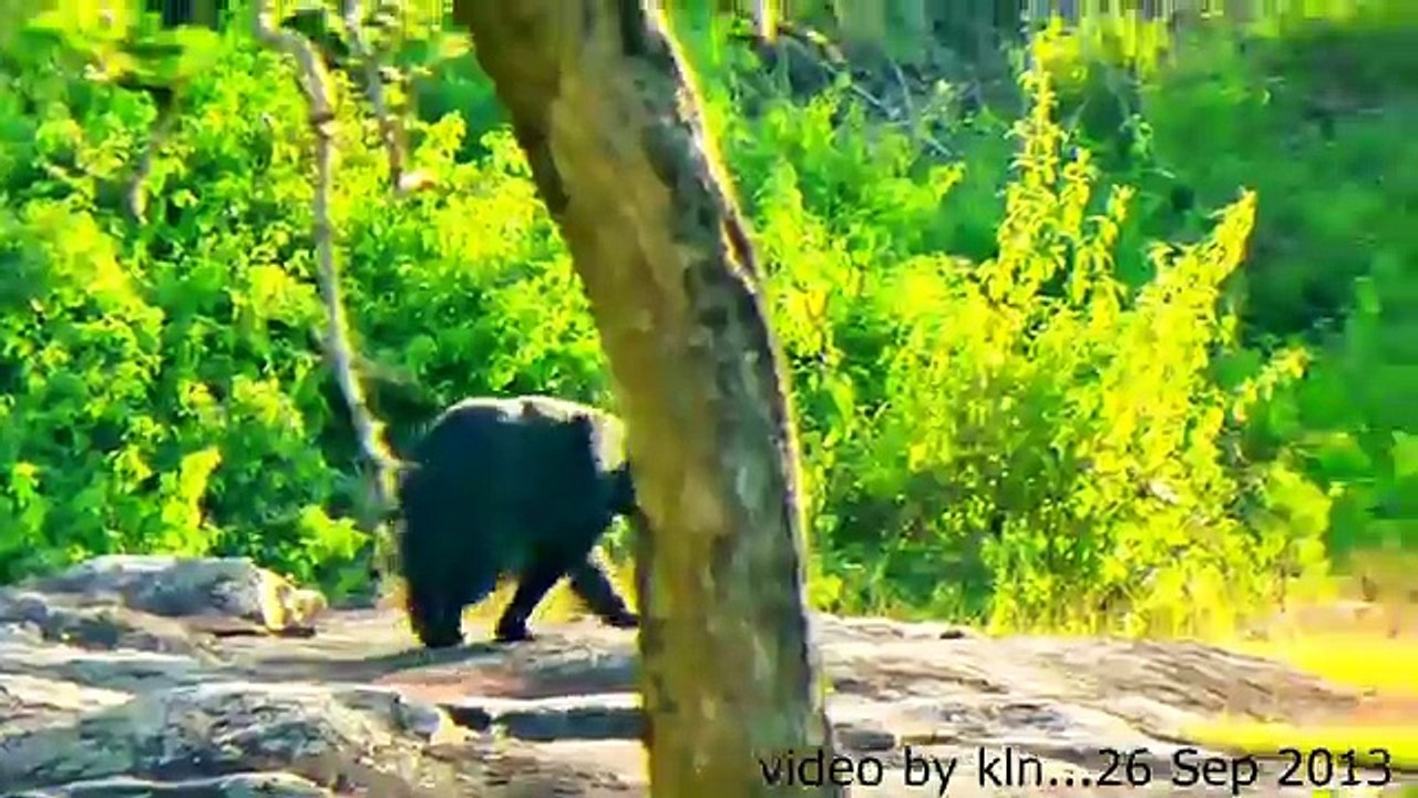 RARE FOOTAGE. TIGER WALKS SO CLOSE TO SAFARI JEEP!! .DONT MISS..