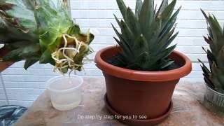 How to Grow A Pineapple Plant -Works Every Time