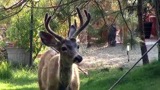 Wild Deer Shot with Arrow Visits Us