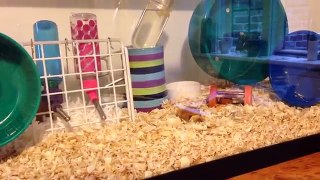 Adopting 6 Mice (Vlog #5)
