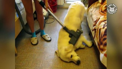 Pets vs. Vacuums | Funny Pet Video Compilation 2018
