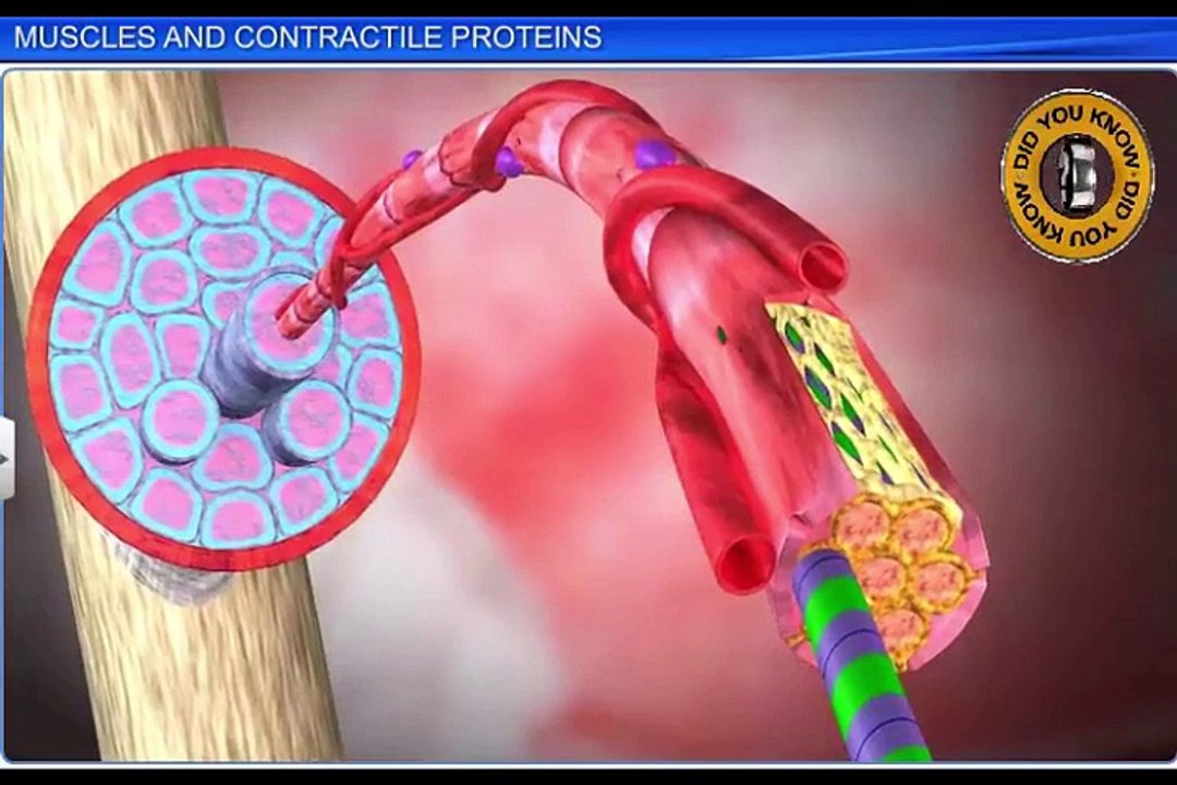 (2)CBSE Class 11 Biology, Locomotion and Movement – 2, Muscles and Contractile Proteins
