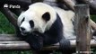 A panda a day, keeps the sorrow away.It’s dangerous to watch two pandas fight...