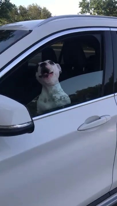 Dès qu'on le laisse seul, ce chien se met à chanter
