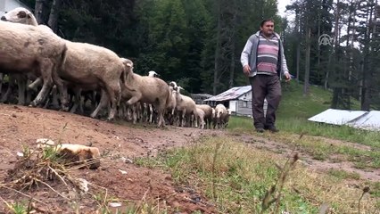 Batı Karadeniz'de yaylalar şenlendi - DÜZCE