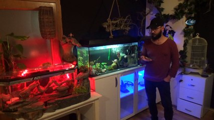 Kimsenin yanına yaklaşamadığı vahşi hayvanları ofisinde besliyor