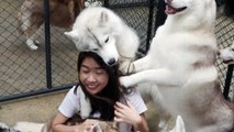 True Love, a café in Bangkok, Thailand, attracts husky fans as they can play and take photos with their favorite dogs. (Video: VCG)