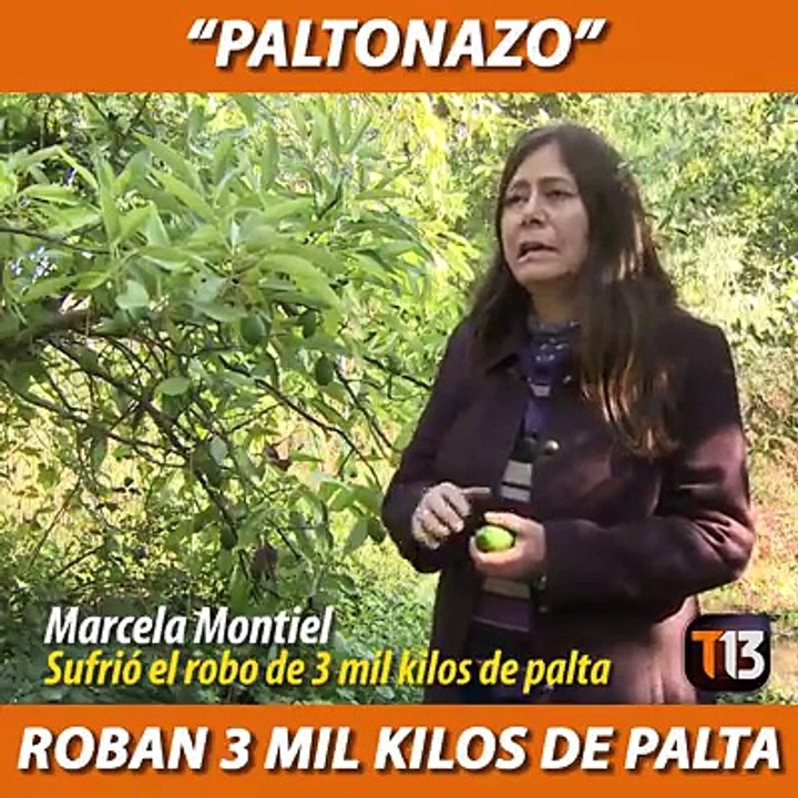  #NotasT13 | Un grupo de delincuentes se llevó 3 mil kilos de paltas de una parcela en La Cruz. Hay quienes lo tildaron como un "Paltonazo".