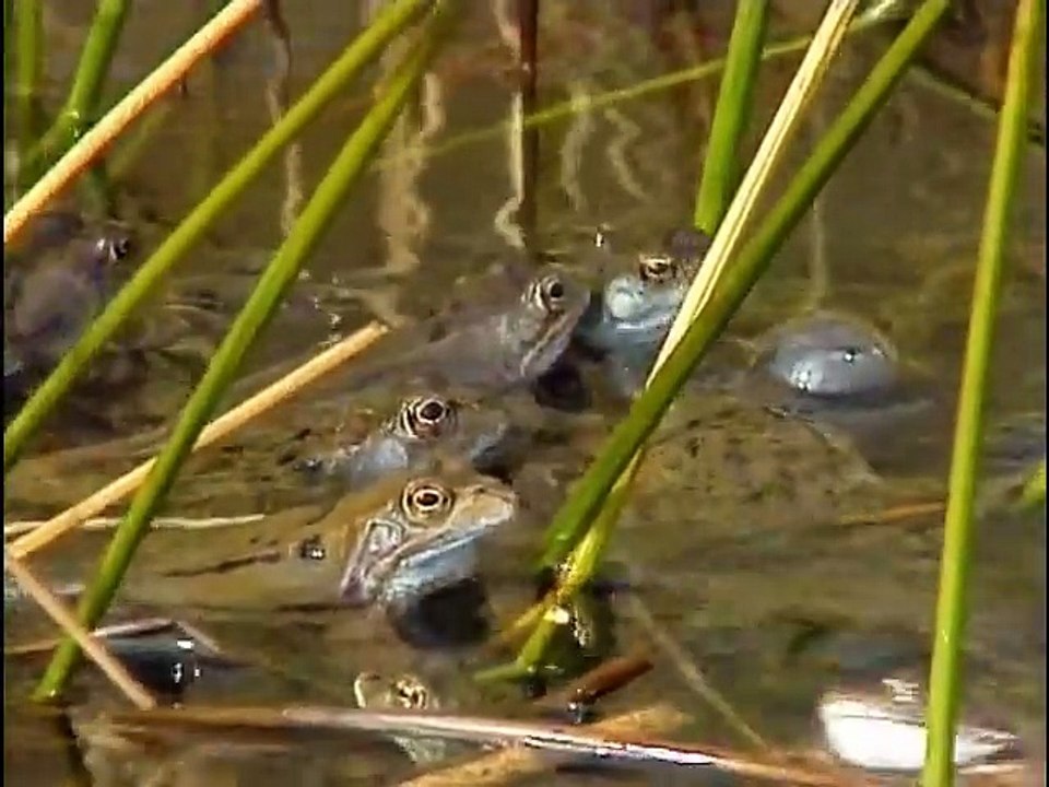 La grenouille et le crapaud
