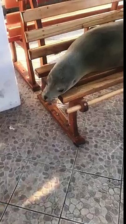 Tranquille cette otarie se fait une sieste sur un banc !