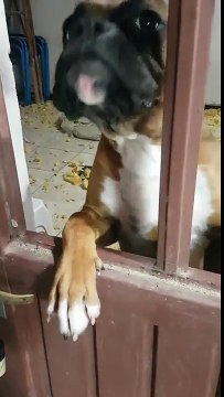 2 chiens ont entièrement ravagé leur maison !