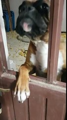 2 chiens ont entièrement ravagé leur maison !