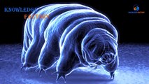 Interesting Facts of Tardigrade In Urdu Hindi