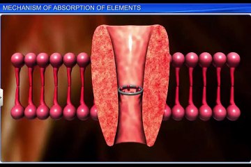 (4)CBSE Class 11 Biology, Mineral Nutrition – 4, Mechanism of Absorption of Elements