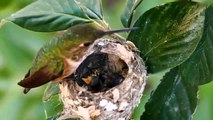 Mother Bird feeding her baby birds...!!!Cute Video...!!!!!