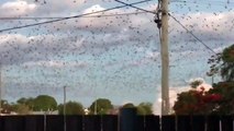 Invasion de chauve-souris incroyable, elles sont des milliers dans le ciel