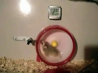 Hamster Racing On Running Wheel