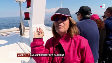 Méditerranée : à la rencontre des dauphins