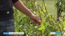 Orages : des vignobles dévastés par la grêle