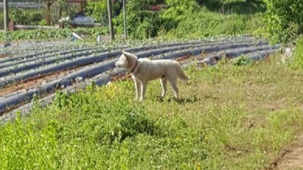 김포 농가서 젖소 물어 죽인 들개 6마리 포획 / YTN