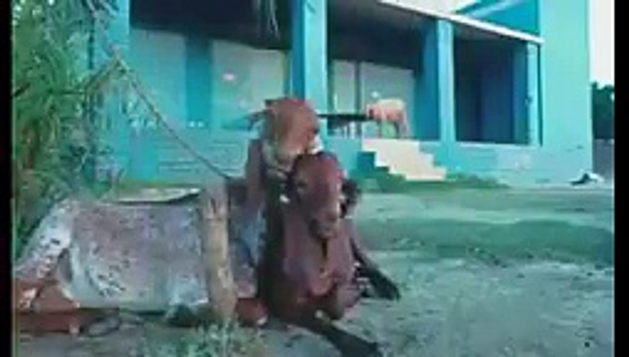whatsapp status video
