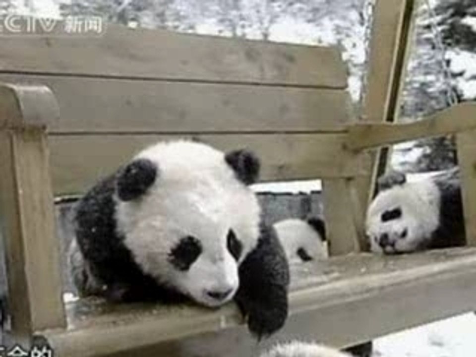 Petits pandas