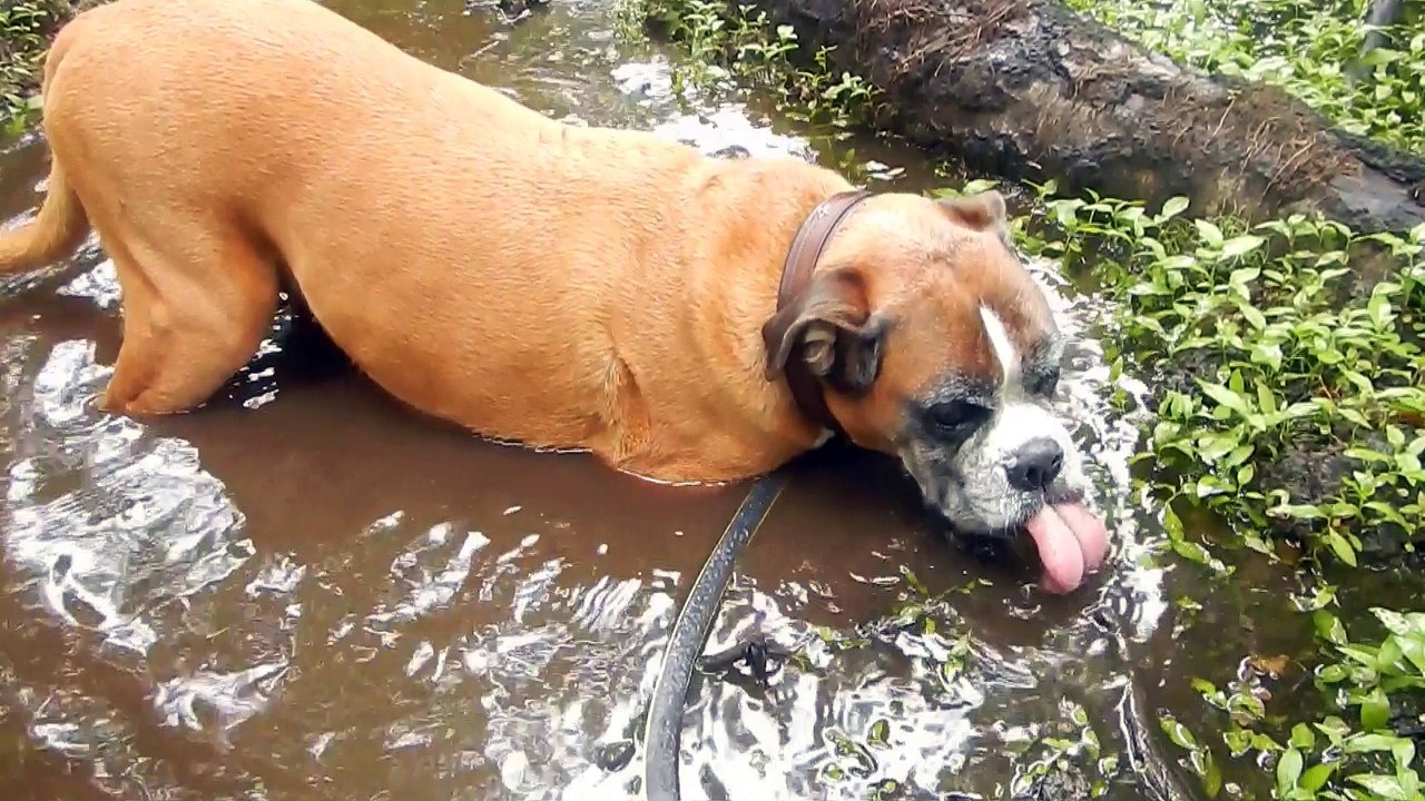 Zeppo drinking and taking mudbaths