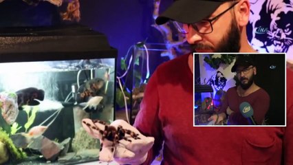 Vahşi Hayvanları Ofisinde Besliyor