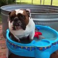 Overheated dog cools off in mini pool