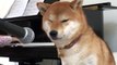 This music-loving Shiba Inu sings into the microphone!