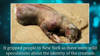 8 MYSTERIOUS & STRANGE CREATURES THAT WASHED UP DEAD ON SHORE