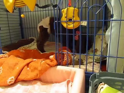 Adorable Caring Mother Toy Poodle & Her 1-Day-Old Puppies