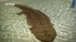 Un salamandre géante vieille de 200 ans trouvée en Chine