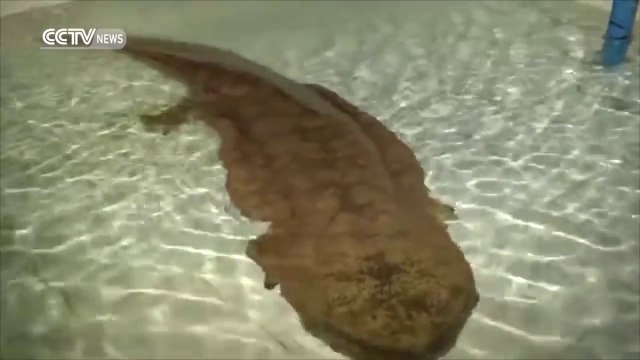 Un salamandre géante vieille de 200 ans trouvée en Chine
