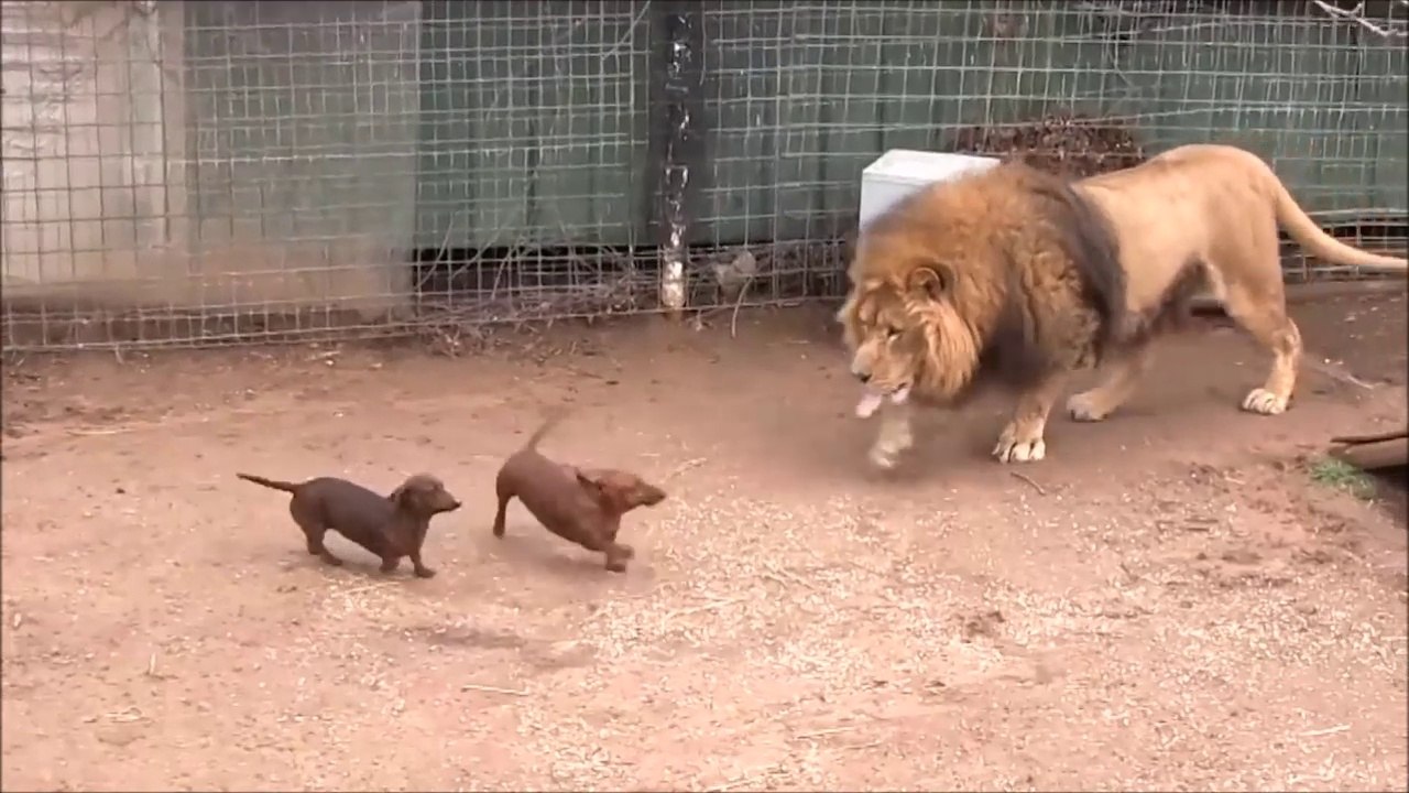 Un lion joue avec 2 teckels... Meilleurs amis