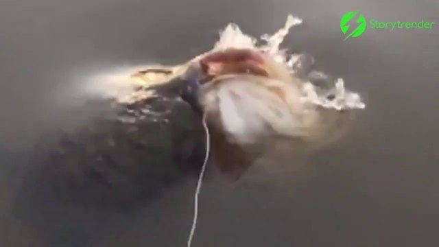 Une tortue se fait voler son diner par un poisson énorme