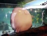 Une raie adorable collée à la vitre de l'aquarium réclame à manger...