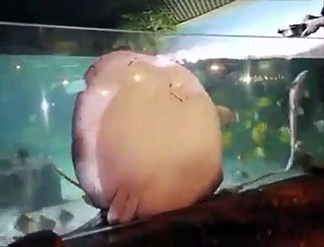 Une raie adorable collée à la vitre de l'aquarium réclame à manger...