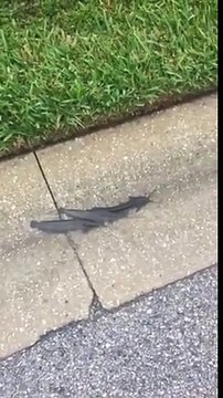 Des poissons chats nagent dans le caniveau en pleine inondation