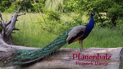 Peacock Screams
