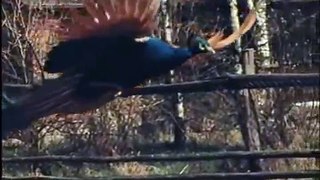 peacock flying