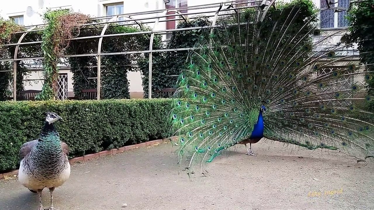 peacock dancing for sex