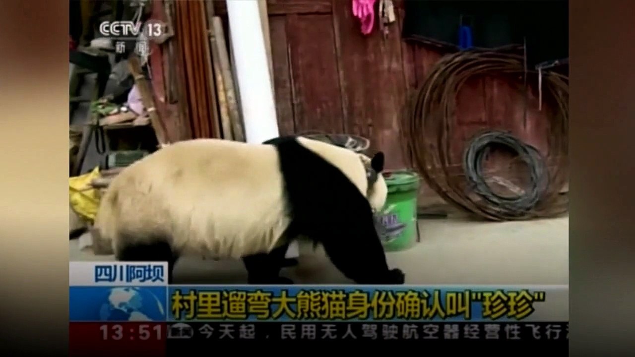 Reuzenpanda vandaliseert moestuin in China