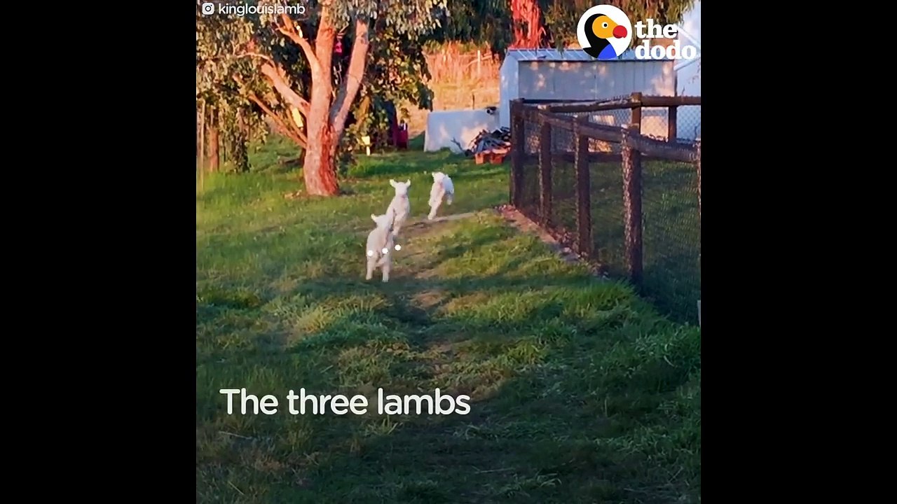Husky Dog Loves His New Baby Brother + Other Aw...