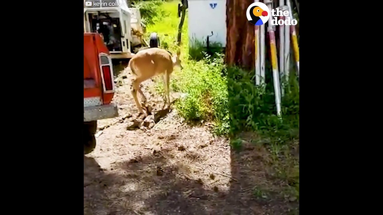 Baby Deer Keeps Revisiting Man Who Rescued Him...