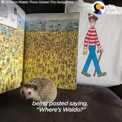 Hedgehog And Mom Are Perfect For One Another - WALDO _ The Dodo
